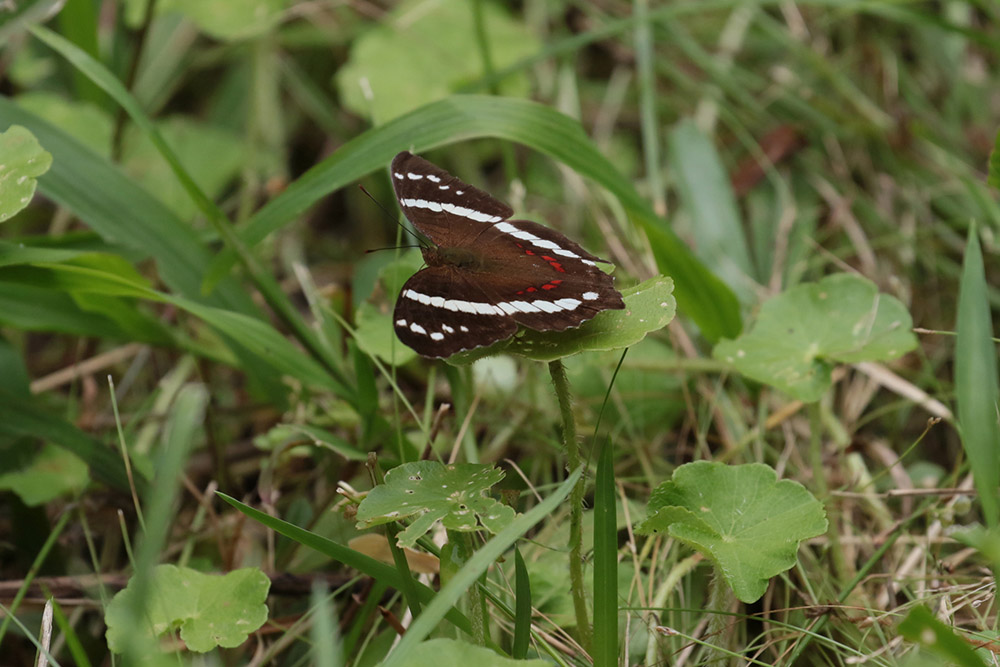 Banded-Peacock